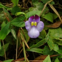 Torenia travancorica Gamble